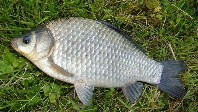 karas miniatyura