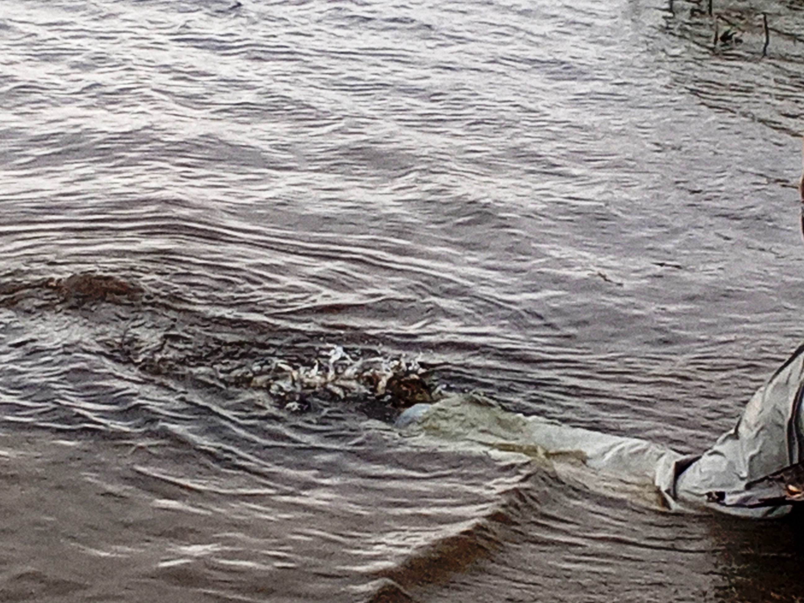 6 выпуск сазана октябрь