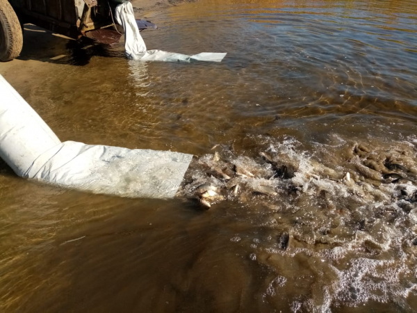Волгоградское водохранилище пополнилось молодью рыб
