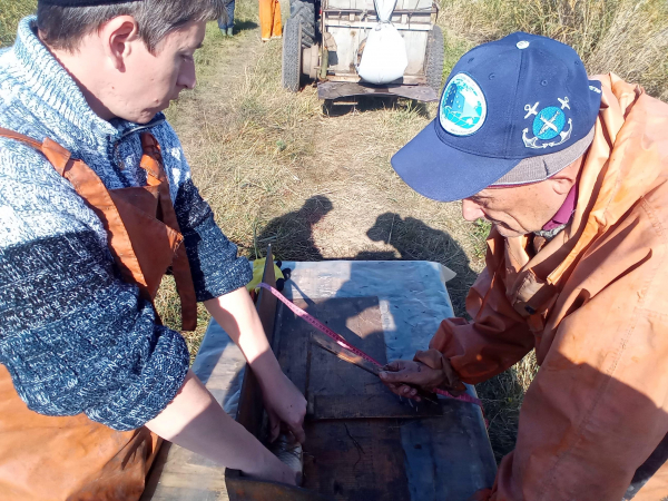 На экспериментальном участке Саратовского филиала ГНЦ РФ «ВНИРО» («СаратовНИРО») продолжается осенняя бонитировка  в рамках выполнения прикладных исследований по государственному заданию.