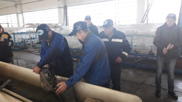 ВЫПУСК САЗАНА В ВОЛГОГРАДСКОЕ ВОДОХРАНИЛИЩЕ